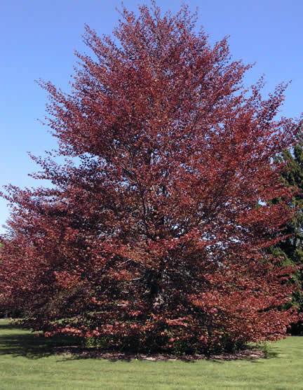 A mature tree at the Royal Botanical Gardens, Burlington, Ontartio.